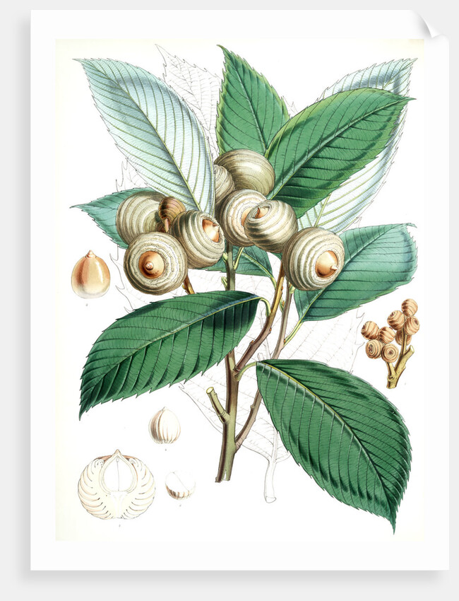 Quercus Lamellosa, Ham by Walter Hood Fitch