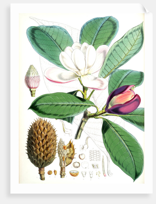 Talauma Hodgsoni, H.f. et T by Walter Hood Fitch