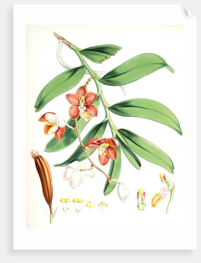 Vanda Cathcarti, Lindley by Walter Hood Fitch