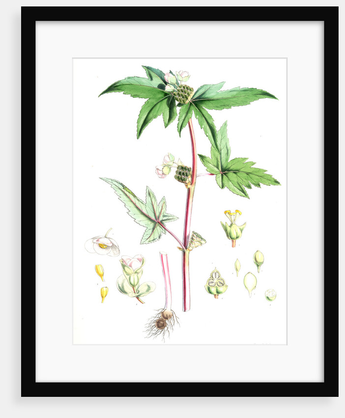 Begonia Gemmipara, H.f. et T by Walter Hood Fitch