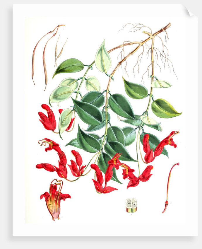 Aeschynanthus Peelii, H.f. & T by Walter Hood Fitch