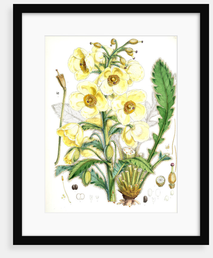 Meconopsis Nepalensis, dc by Walter Hood Fitch