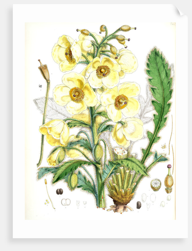 Meconopsis Nepalensis, dc by Walter Hood Fitch