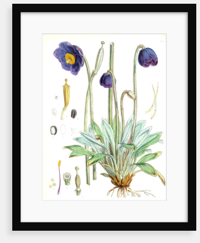 Meconopsis Simplicifolia, H. f. et T by Walter Hood Fitch