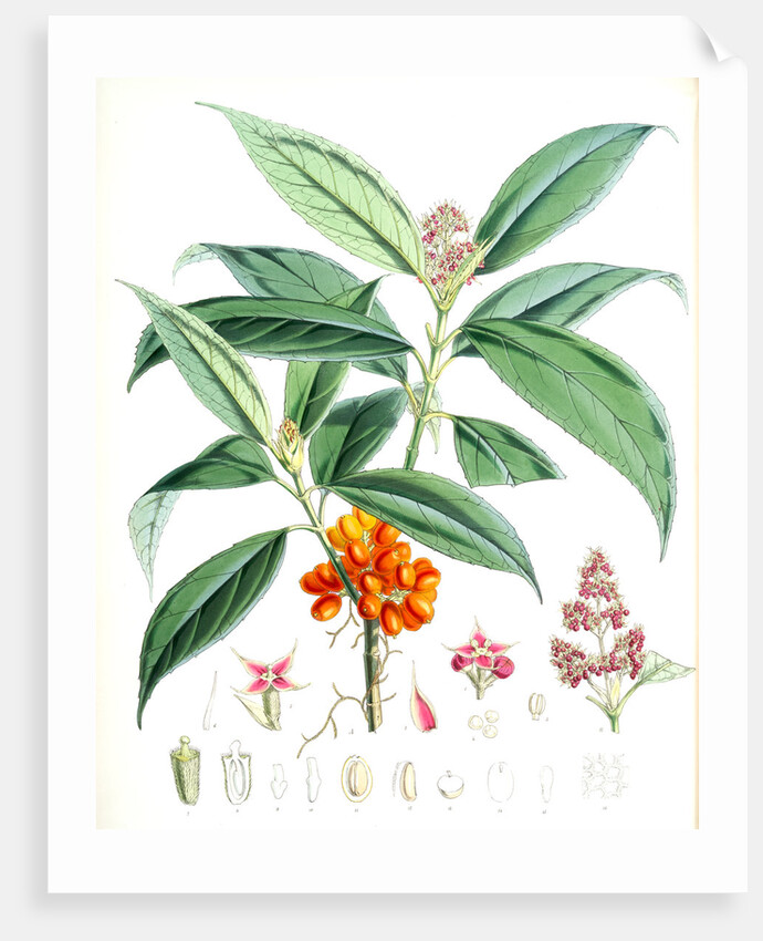 Aucuba Himalaica, H.f. et T by Walter Hood Fitch