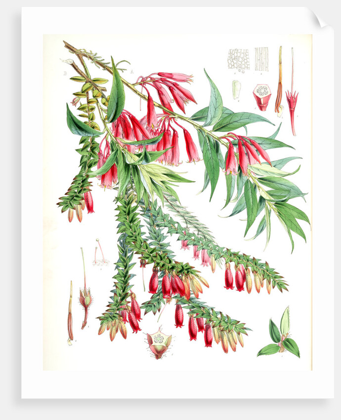 A. Vaccinium Salignum, H.f. et T.; B. Vaccinium Serpens, H.f. et T by Walter Hood Fitch