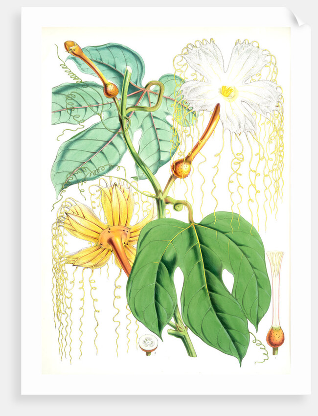 Hodgsonia Heteroclita, Hook. fil. et Thoms. (Female plant) by Walter Hood Fitch