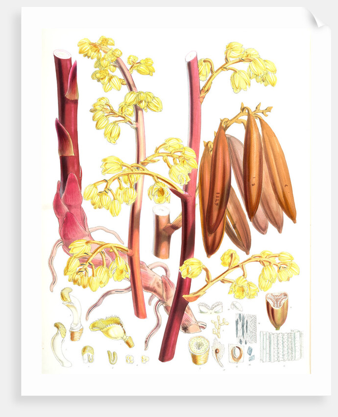 Cyrtosia Lindleyana, H.f. & T by Walter Hood Fitch