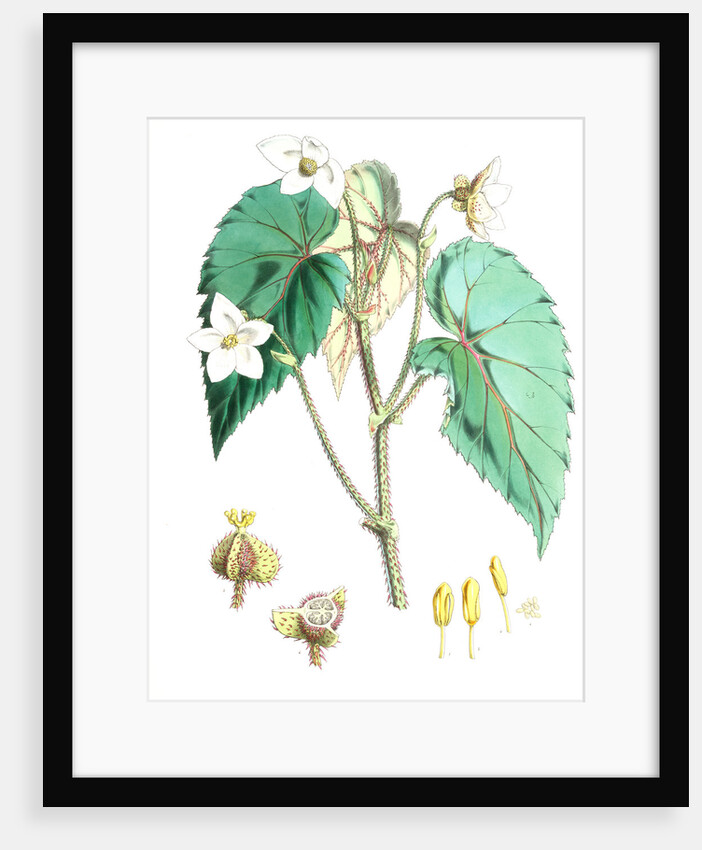 Begonia Cathcartii, H. f. et T by Walter Hood Fitch