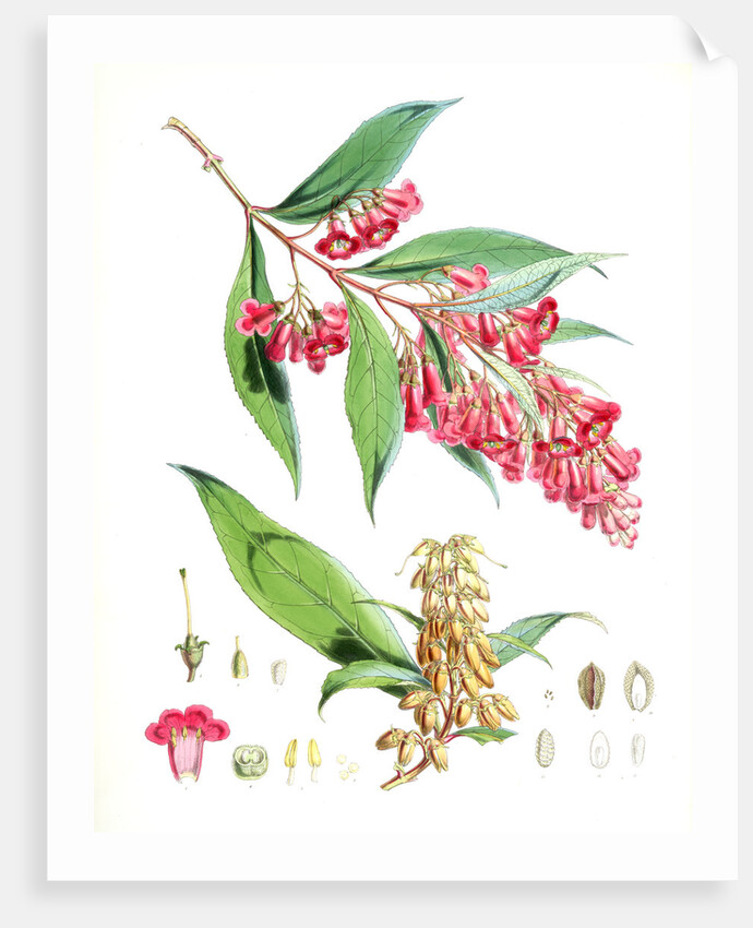 Buddleia Colvilei, H.f. & T by Walter Hood Fitch