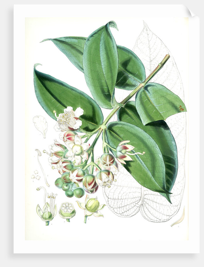 Duabanga Sonneratioides, Ham by Walter Hood Fitch