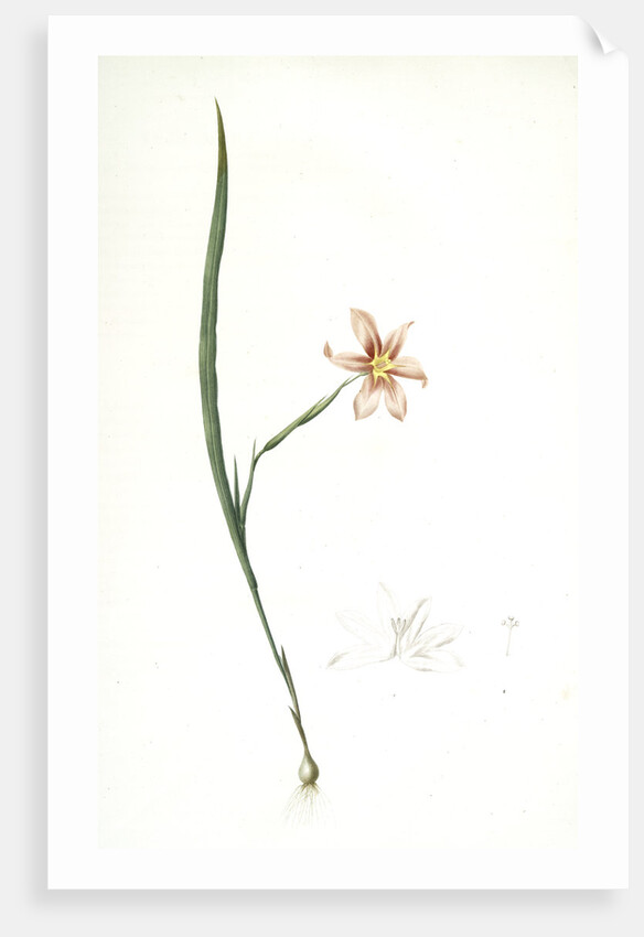 Sisyrinchium elegans, Homeria collina; Sisrynche élégant; Homeria, One-leaved cape tulip by Pierre Joseph Redouté