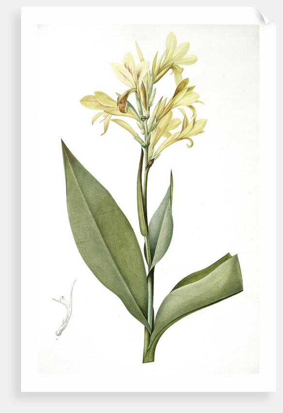 Canna glauca, Balisier glauque, Maraca Amarilla; Louisianna Canna by Pierre Joseph Redouté