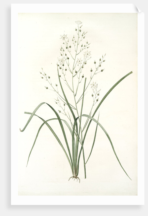 Phalangium ramosum, Anthericum ramosum; Phalangère rameuse, Spider wort by Pierre Joseph Redouté