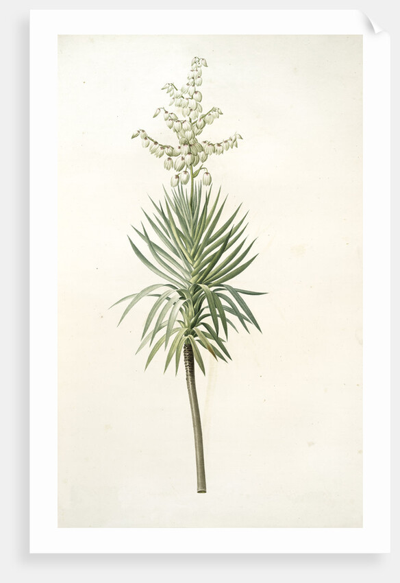 Yucca aloifolia, Yucca feuilles entieres; Palm Lily or Spanish Dagger by Pierre Joseph Redouté