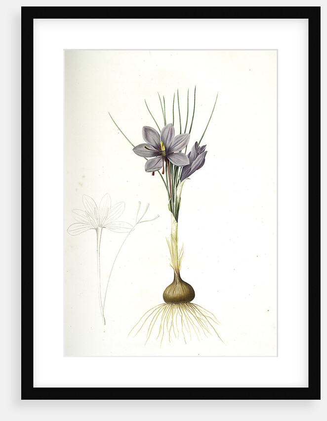 Crocus sativus, Safran cultivé; Saffron Crocus by Pierre Joseph Redouté