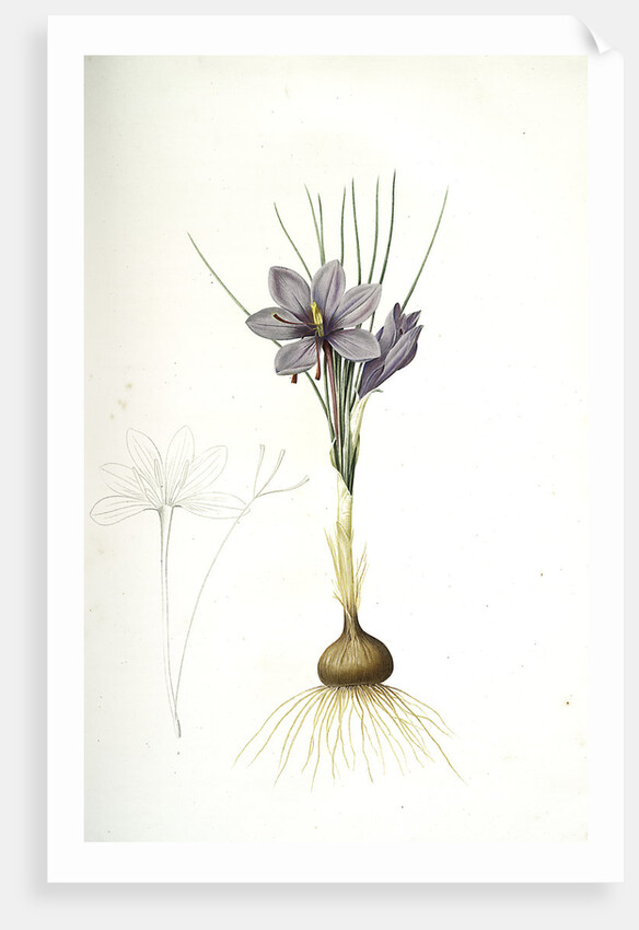Crocus sativus, Safran cultivé; Saffron Crocus by Pierre Joseph Redouté