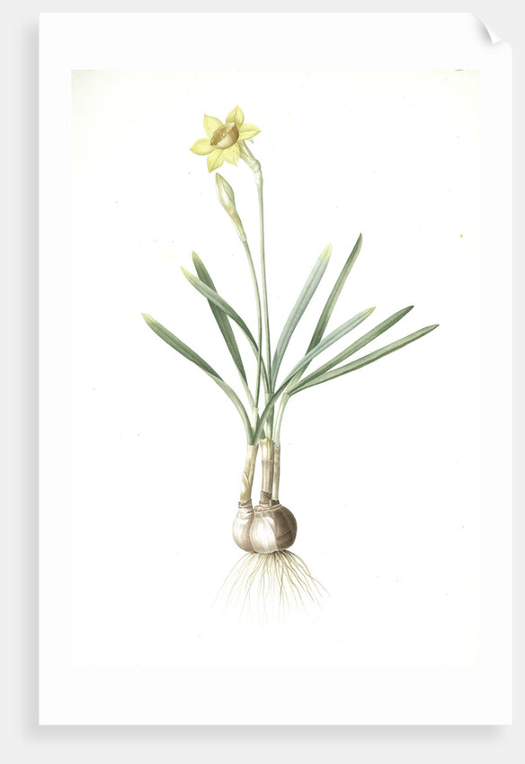 Narcissus Gouani, Narcissus incomparabilis; Narcisse de Gouan, Incomparable narcissus by Pierre Joseph Redouté