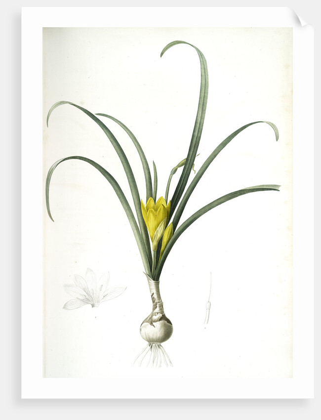 Amaryllis lutea, Sternbergia lutea; Amaryllis jaune, Yellow Amaryllis by Pierre Joseph Redouté