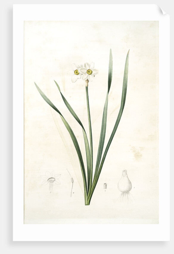 Narcissus biflorus, Narcisse à deux fleurs; Primrose Perless by Pierre Joseph Redouté