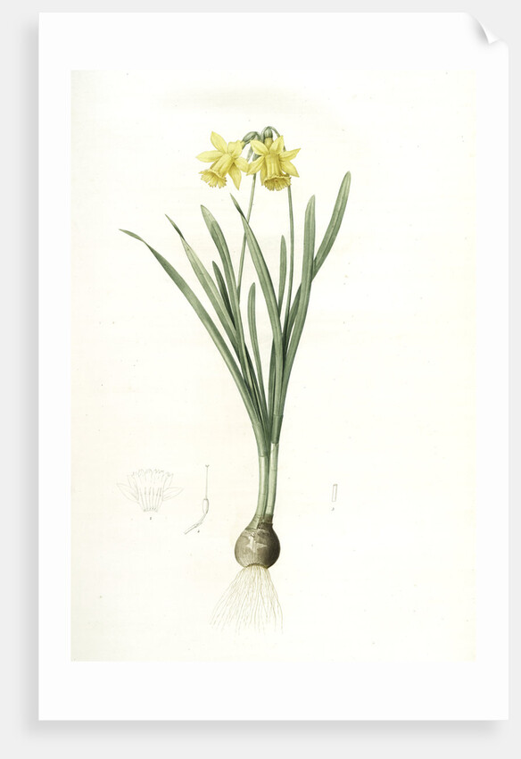 Narcissus minor, Narcissus Pseudo-Narcissus; Narcissus petit, Common Daffodil by Pierre Joseph Redouté