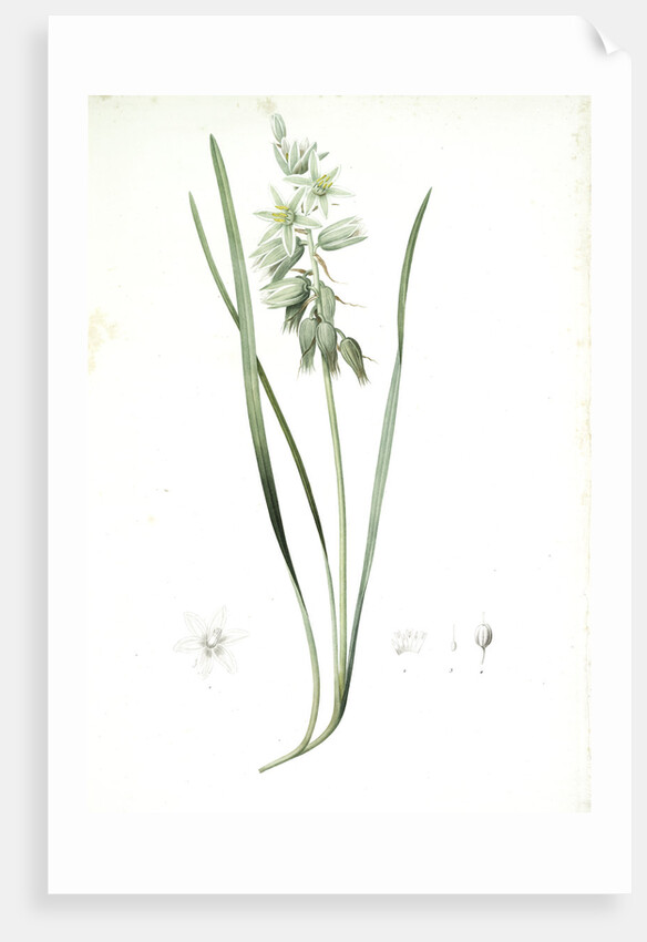 Ornithogalum nutans, Ornithogale penché; Drooping Star of Bethlehem, Nodding Star-of-Bethlehem by Pierre Joseph Redouté