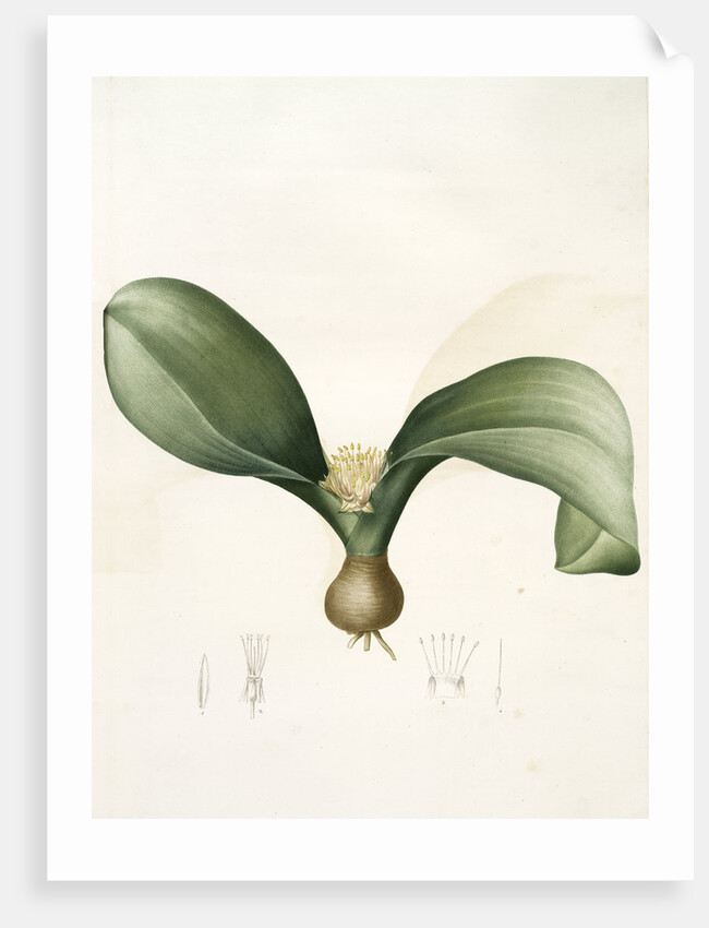 Massonia angusti­folia, Massonia Zeyheri; Massonie à feuilles étroites by Pierre Joseph Redouté