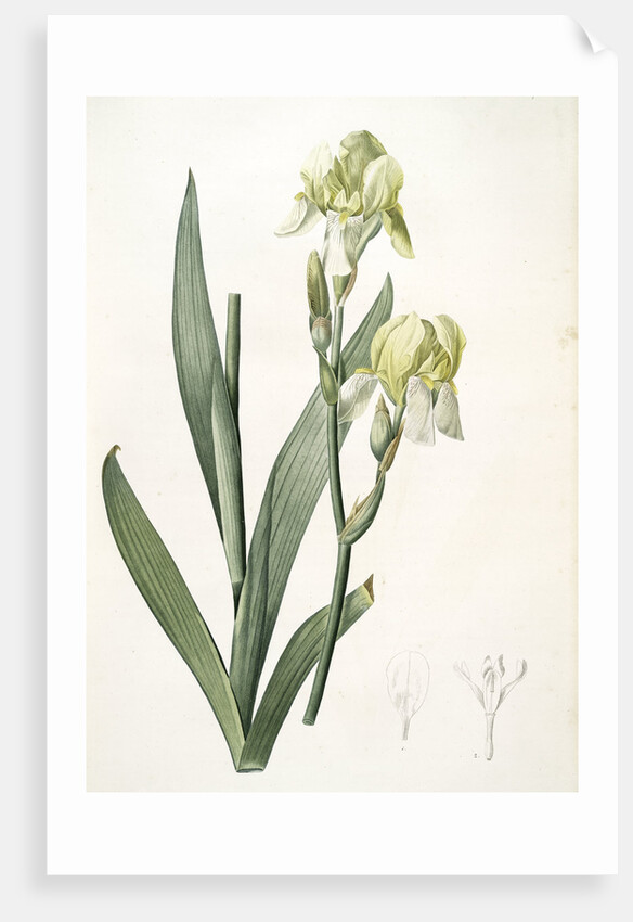 Iris flavescens, Iris à fleurs jaunes, Lemonyellow Iris by Pierre Joseph Redouté