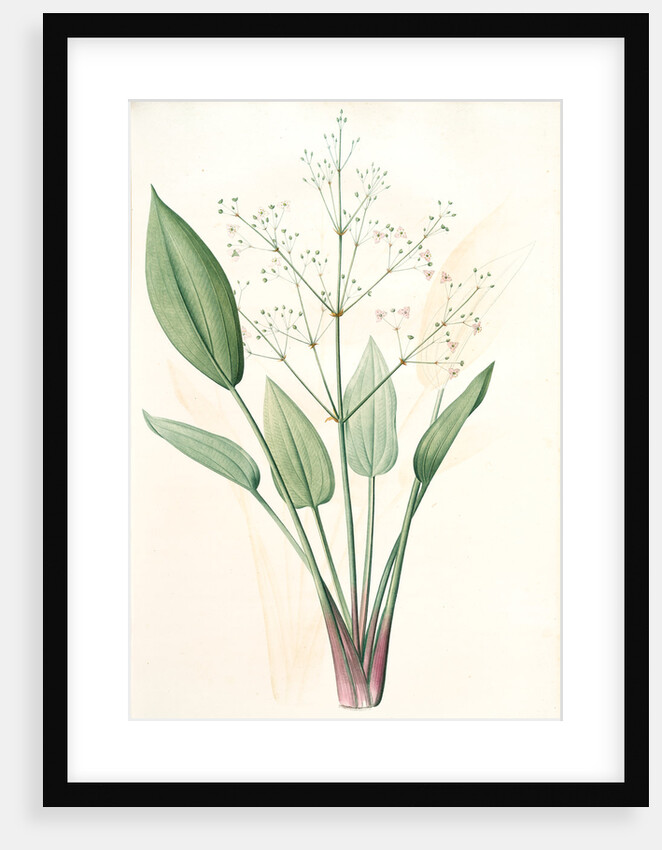 Alisma plantago, Alisma Plantago-aquatica; Fluteau plantain d'eau, Great Water Plantain by Pierre Joseph Redouté