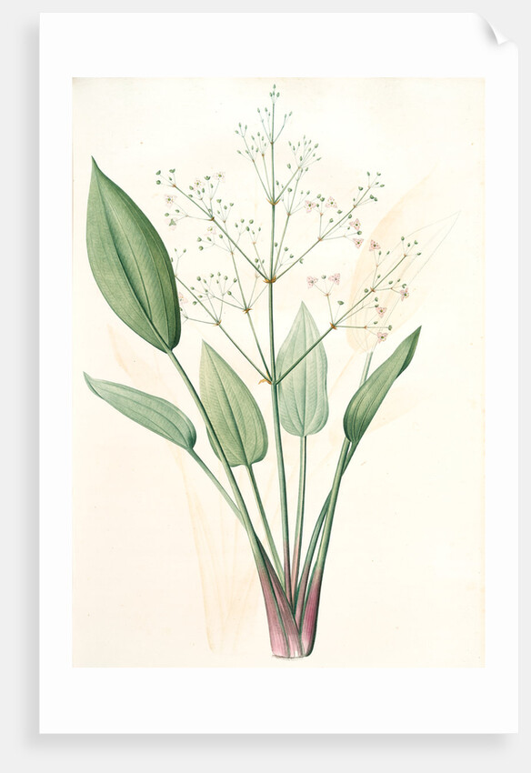 Alisma plantago, Alisma Plantago-aquatica; Fluteau plantain d'eau, Great Water Plantain by Pierre Joseph Redouté