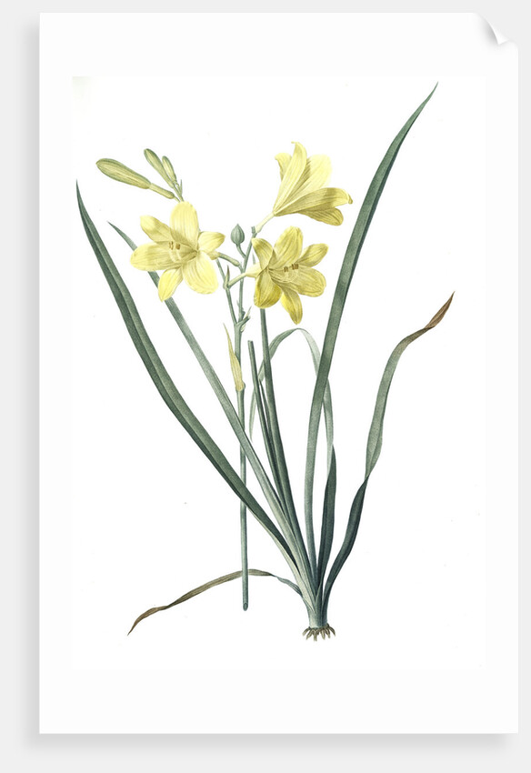 Hemerocallis flava, Hemerocalle Jaune; Yellow Day Lily by Pierre Joseph Redouté