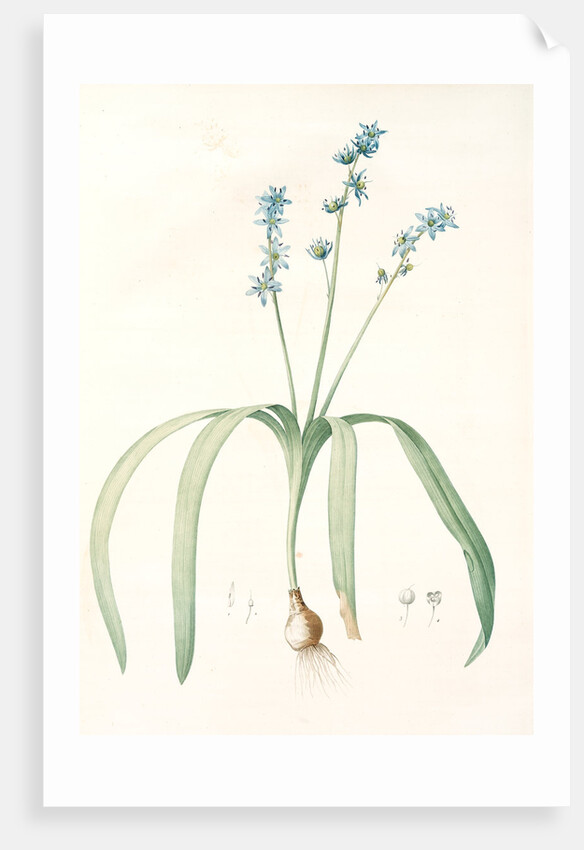Scilla amoena, Scilla amoena; Star Hyacinth by Pierre Joseph Redouté