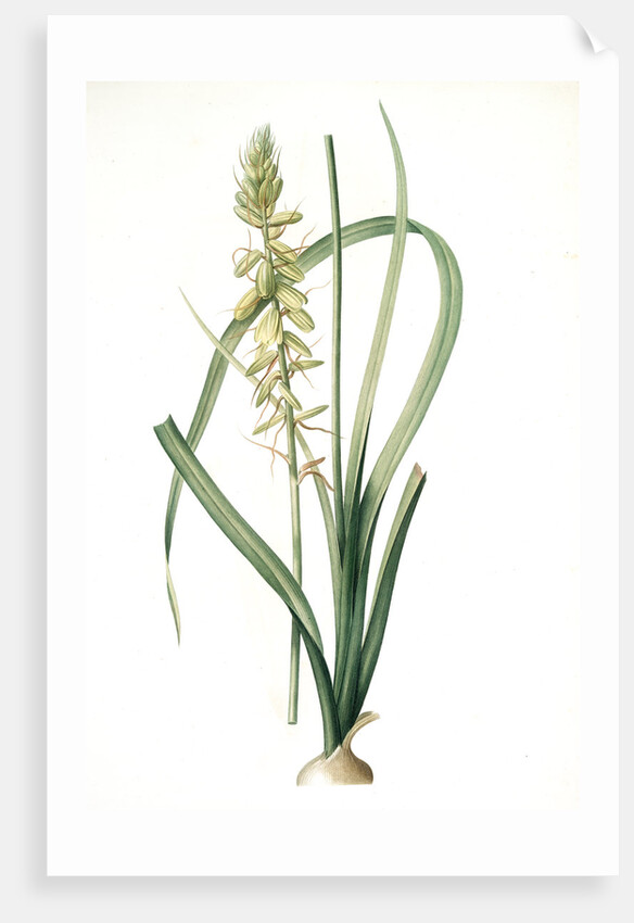Albuca abyssinica, Albuca d'Abyssinie by Pierre Joseph Redouté