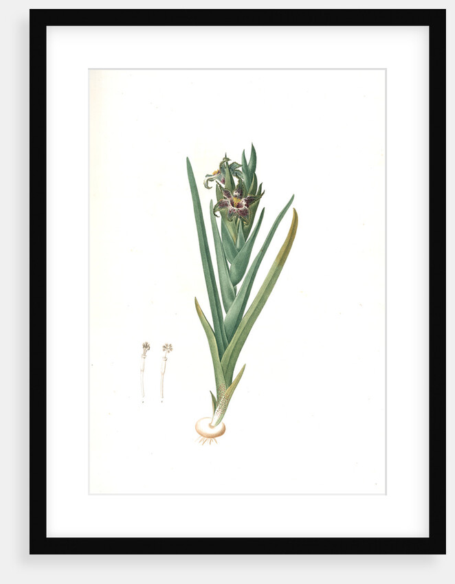 Ferraria undulata, Ferrarie ondulée; Orchid Iris by Pierre Joseph Redouté