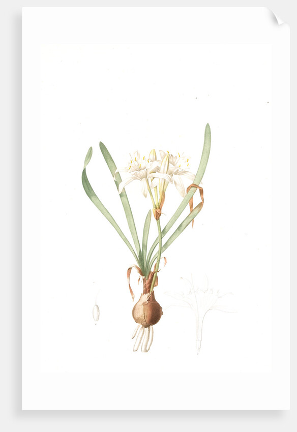 Pancratium maritimum, Pancrace maritime, Sea daffodil by Pierre Joseph Redouté