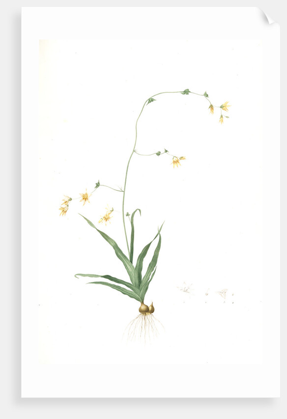 Diasia iridifolia, Melasphaerula graminea; Diasie, Grass-leaved Melasphaerula by Pierre Joseph Redouté