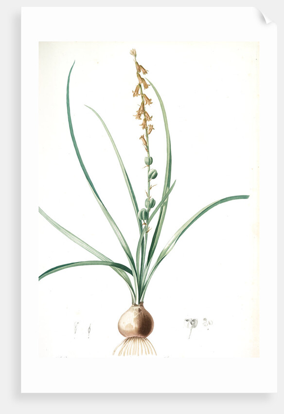 Hyacinthus serotinus, Dipcadi sp; Jacinthe tardive, Musk Hyacinth by Pierre Joseph Redouté