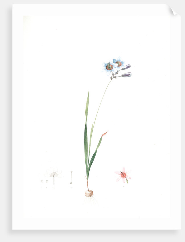 Galaxia ixiaeflora, Ixia monadelpha; Galaxis fleur d'Ixia, Monadelphous Ixia by Pierre Joseph Redouté