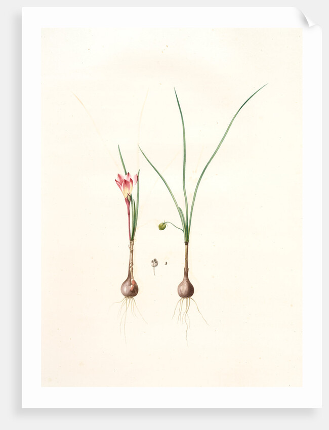 Amaryllis atamasco var. minor, Zephyranthes Atamasco var. minor; Amarylles de Virginie var. a petites fleurs by Pierre Joseph Redouté