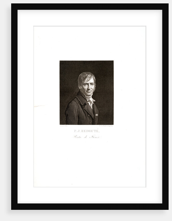 Untitled by Pierre Joseph Redouté