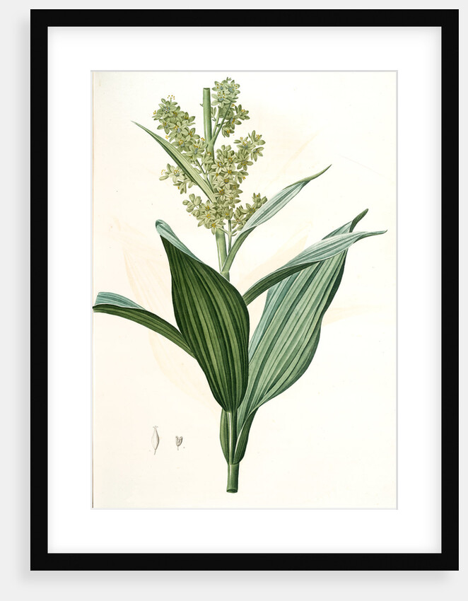 Veratrum album, Vératre blanc; False Hellebore by Pierre Joseph Redouté