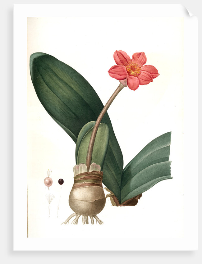 Haemanthus coccineus, Hémanthe écarlate; Blood Lily, Paint Brush; April Fool by Pierre Joseph Redouté