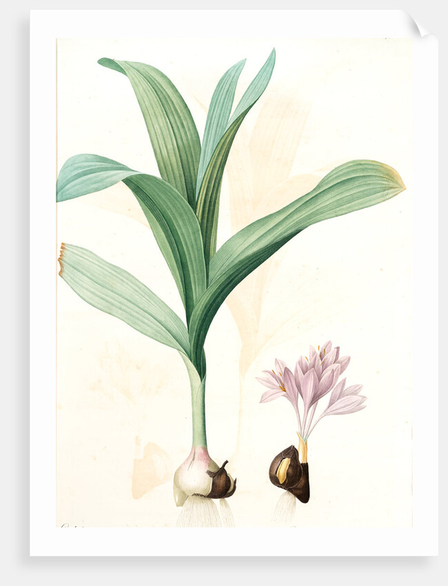 Colchicum autumnale var.latifolium, Colchique d'automne var. à larges feuilles, Meadow saffron by Pierre Joseph Redouté