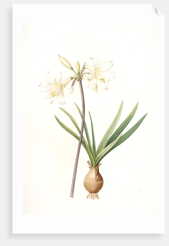 Amaryllis pallida, Amaryllis Belladonna var. pallida by Pierre Joseph Redouté