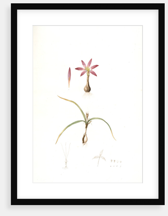 Merendera bulbocodium, Méréndére bulbocode by Pierre Joseph Redouté