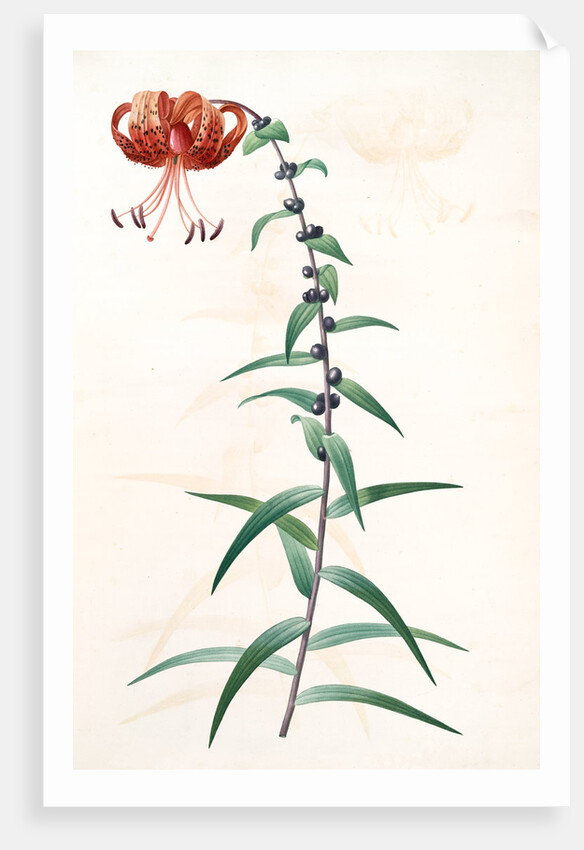 Lilium tigrinum by Pierre Joseph Redouté