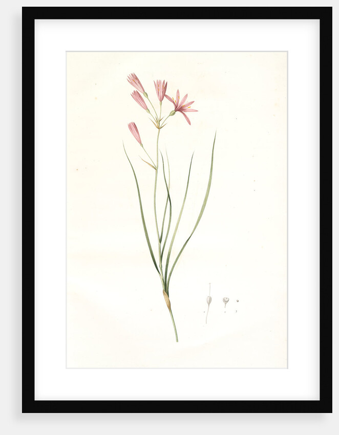 Amaryllis montana, Ixiolirion montanum by Pierre Joseph Redouté