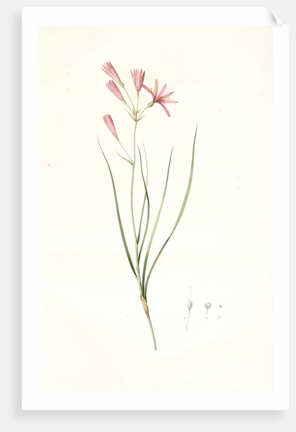 Amaryllis montana, Ixiolirion montanum by Pierre Joseph Redouté