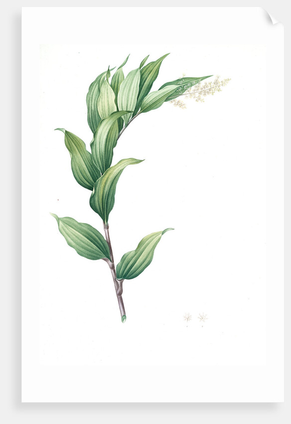 Smilacina racemosa, Smilacine en grappe; False Solomon's Seal, False spikenard; Solomon's zigzag; Treacle berry by Pierre Joseph Redouté