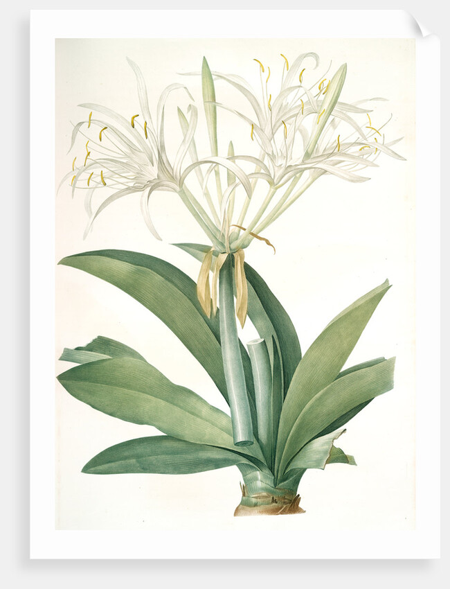 Pancratium speciosum, Hymenocallis speciosia; Pancrace à belles fleurs, Spider lily by Pierre Joseph Redouté